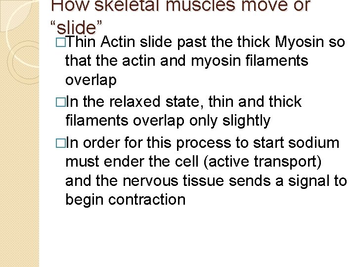 How skeletal muscles move or “slide” �Thin Actin slide past the thick Myosin so