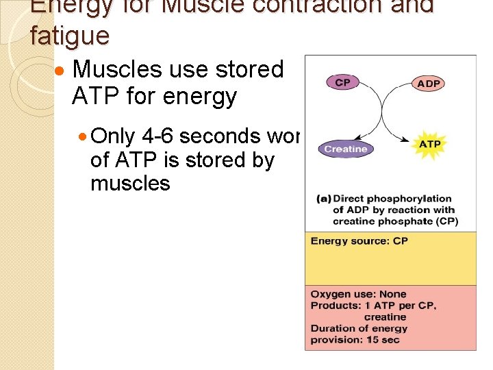 Energy for Muscle contraction and fatigue · Muscles use stored ATP for energy ·