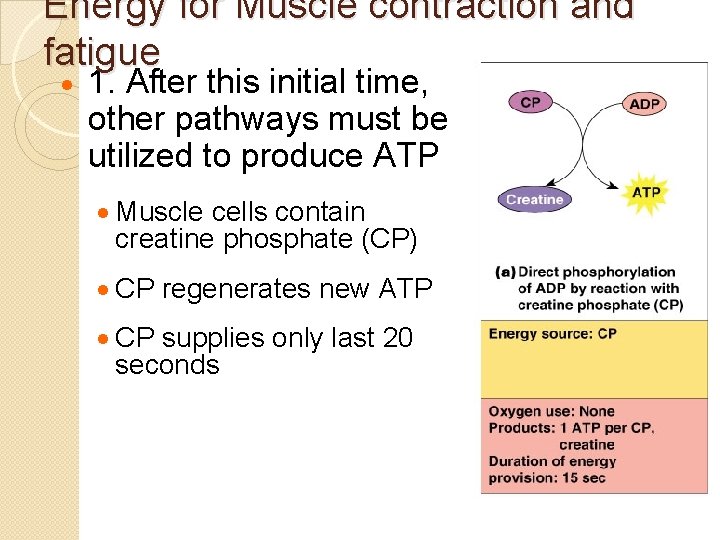 Energy for Muscle contraction and fatigue · 1. After this initial time, other pathways