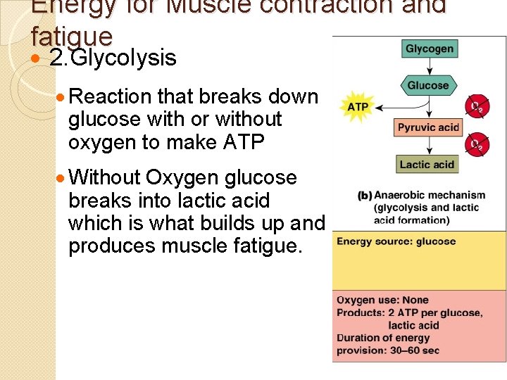 Energy for Muscle contraction and fatigue · 2. Glycolysis · Reaction that breaks down