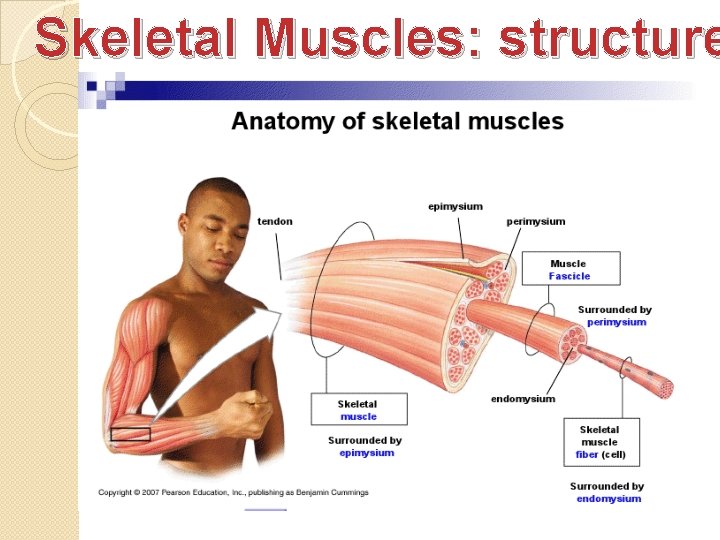 Skeletal Muscles: structure 