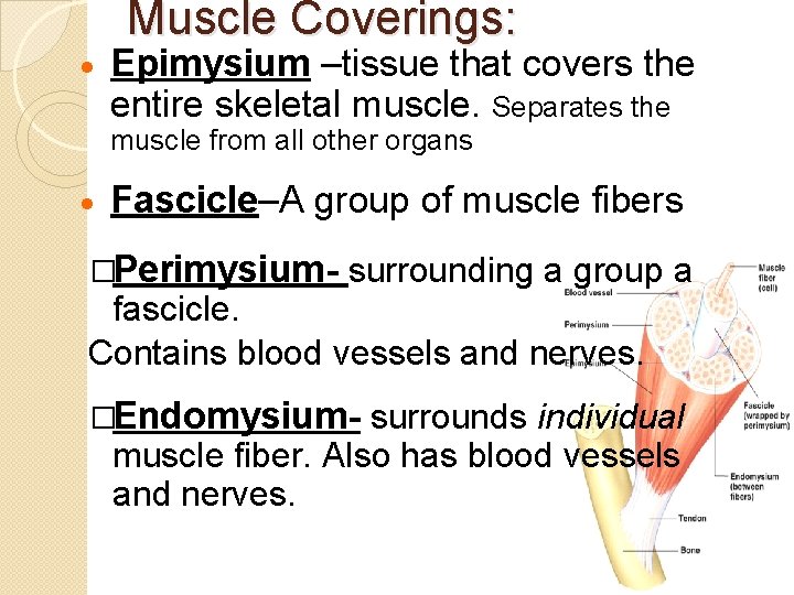 · Muscle Coverings: Epimysium –tissue that covers the entire skeletal muscle. Separates the muscle