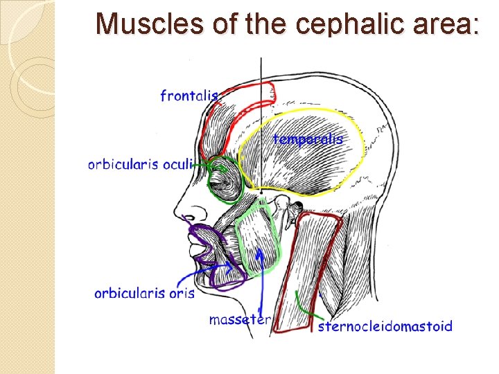 Muscles of the cephalic area: 