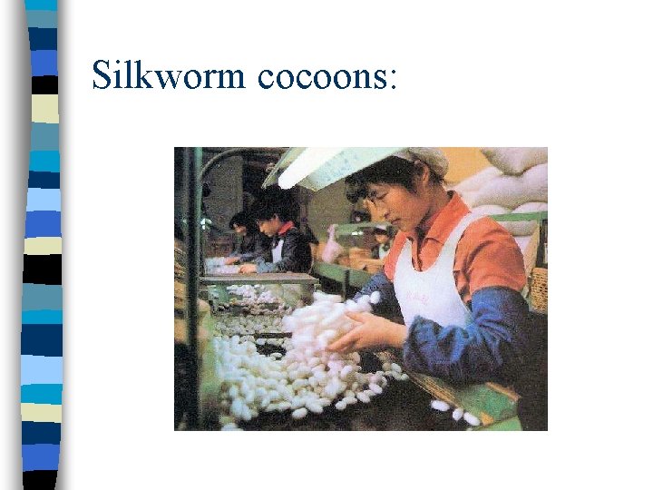 Silkworm cocoons: 