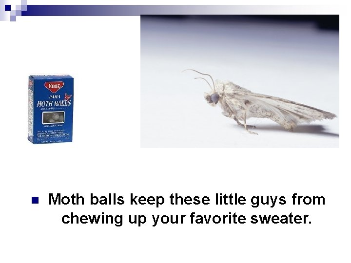 n Moth balls keep these little guys from chewing up your favorite sweater. 