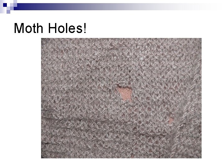 Moth Holes! 