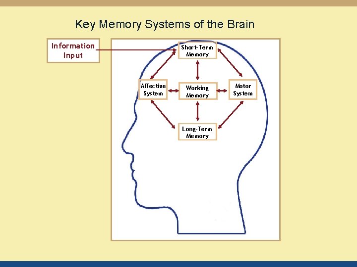 Key Memory Systems of the Brain Information Input Short-Term Memory Affective System Working Memory