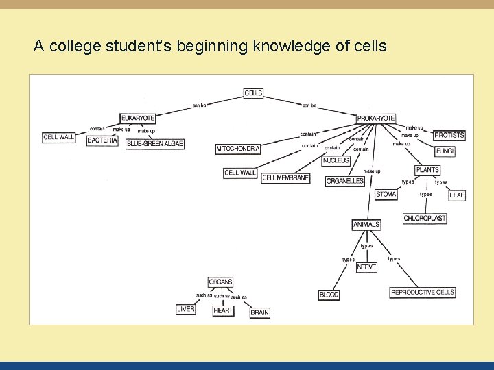 A college student’s beginning knowledge of cells 