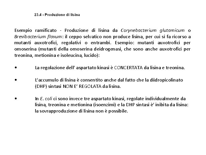 Esempio ramificato - Produzione di lisina da Corynebacterium glutamicum o Brevibacterium flavum: il ceppo