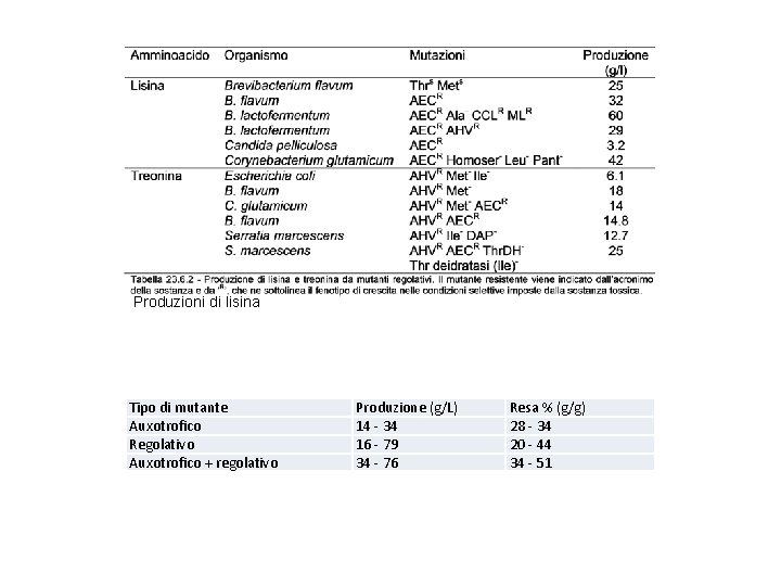 Produzioni di lisina Tipo di mutante Auxotrofico Regolativo Auxotrofico + regolativo Produzione (g/L) 14