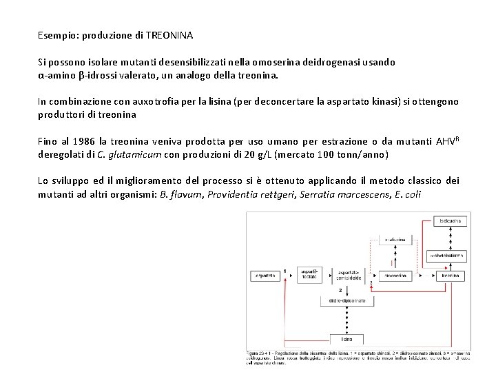 Esempio: produzione di TREONINA Si possono isolare mutanti desensibilizzati nella omoserina deidrogenasi usando α-amino