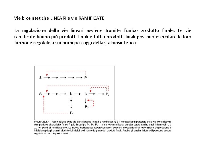 Vie biosintetiche LINEARI e vie RAMIFICATE La regolazione delle vie lineari avviene tramite l’unico