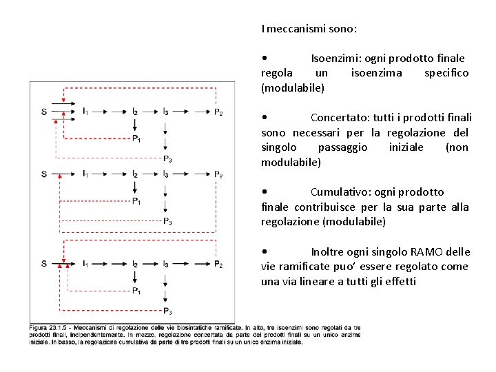 I meccanismi sono: • Isoenzimi: ogni prodotto finale regola un isoenzima specifico (modulabile) •