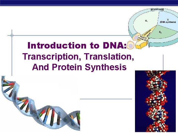 Introduction to DNA Transcription Translation And Protein Synthesis