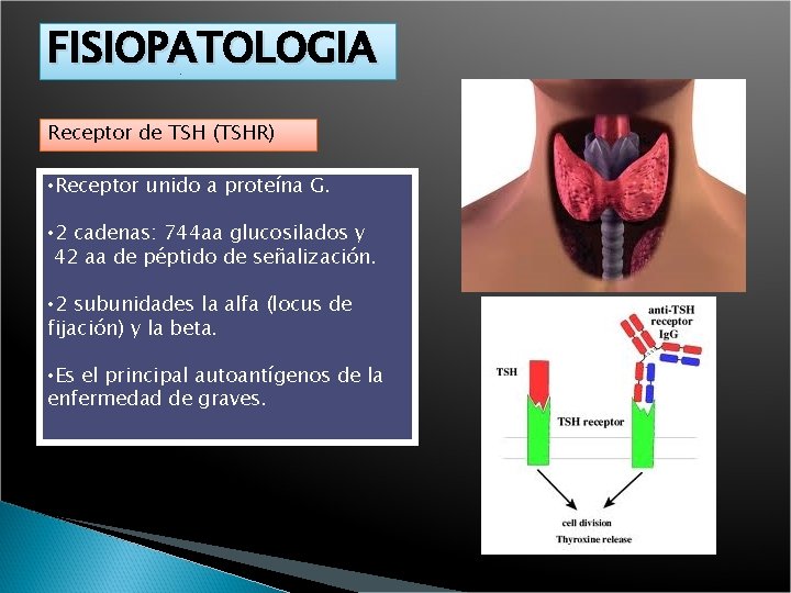 FISIOPATOLOGIA Receptor de TSH (TSHR) • Receptor unido a proteína G. • 2 cadenas: