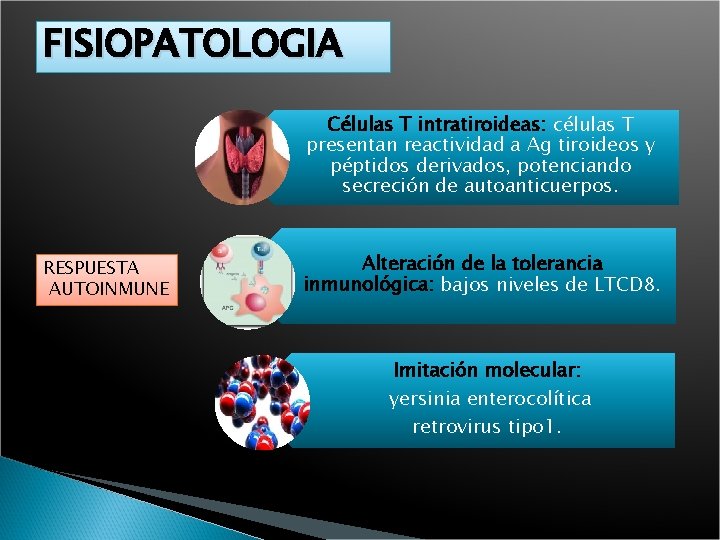 FISIOPATOLOGIA Células T intratiroideas: células T presentan reactividad a Ag tiroideos y péptidos derivados,