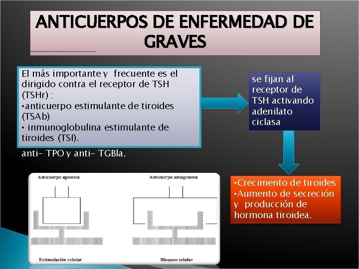 ANTICUERPOS DE ENFERMEDAD DE GRAVES El más importante y frecuente es el dirigido contra