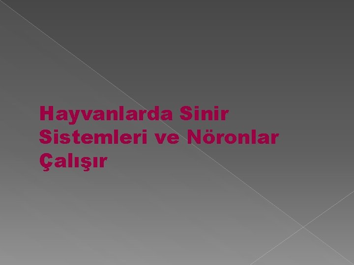 Hayvanlarda Sinir Sistemleri ve Nöronlar Çalışır 