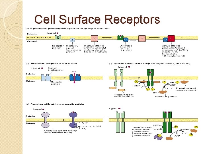 Cell Surface Receptors 