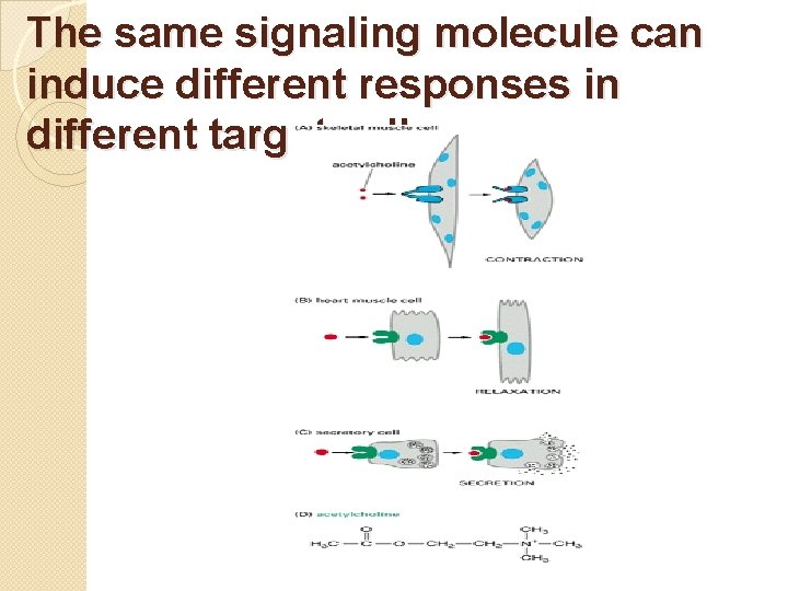 The same signaling molecule can induce different responses in different target cells 