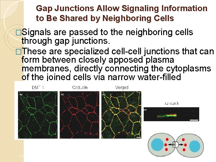 Gap Junctions Allow Signaling Information to Be Shared by Neighboring Cells �Signals are passed