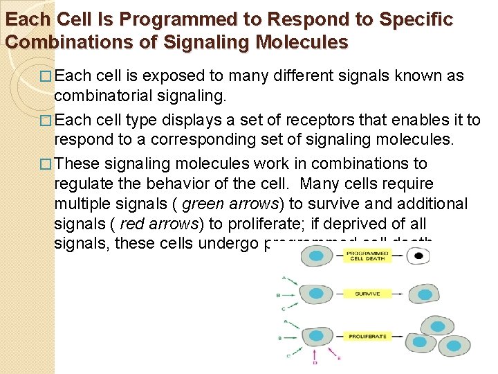 Each Cell Is Programmed to Respond to Specific Combinations of Signaling Molecules � Each