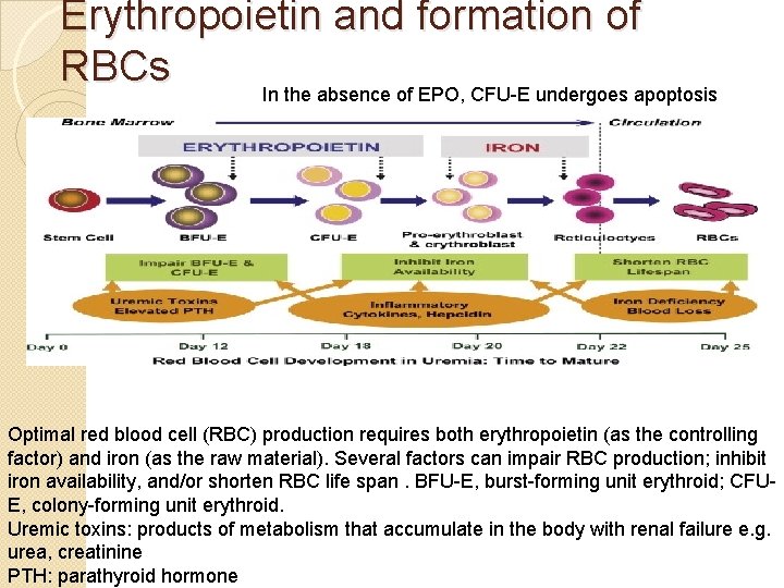 Erythropoietin and formation of RBCs In the absence of EPO, CFU-E undergoes apoptosis Optimal