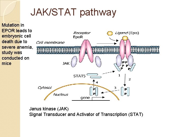 JAK/STAT pathway Mutation in EPOR leads to embryonic cell death due to severe anemia,