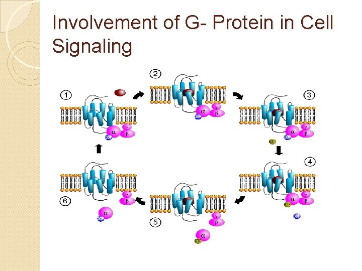 Involvement of G- Protein in Cell Signaling 
