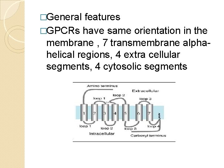 �General features �GPCRs have same orientation in the membrane , 7 transmembrane alphahelical regions,