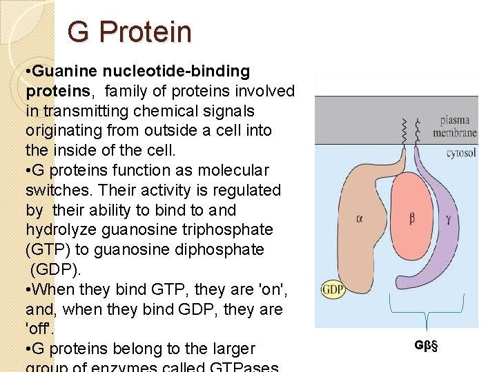 G Protein • Guanine nucleotide-binding proteins, family of proteins involved in transmitting chemical signals