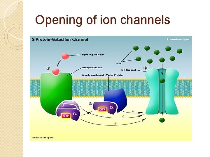 Opening of ion channels 