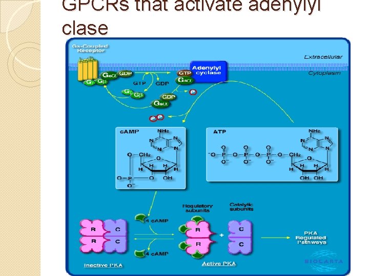 GPCRs that activate adenylyl clase 