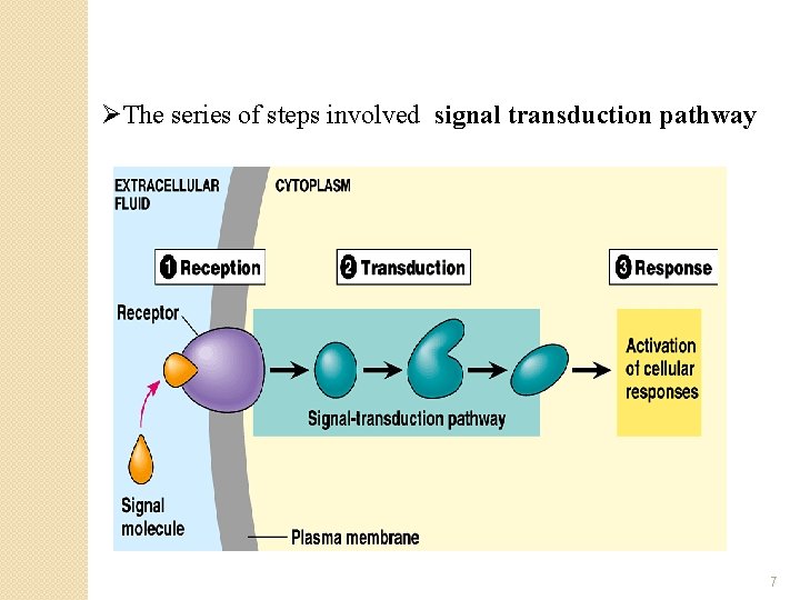 ØThe series of steps involved signal transduction pathway 7 