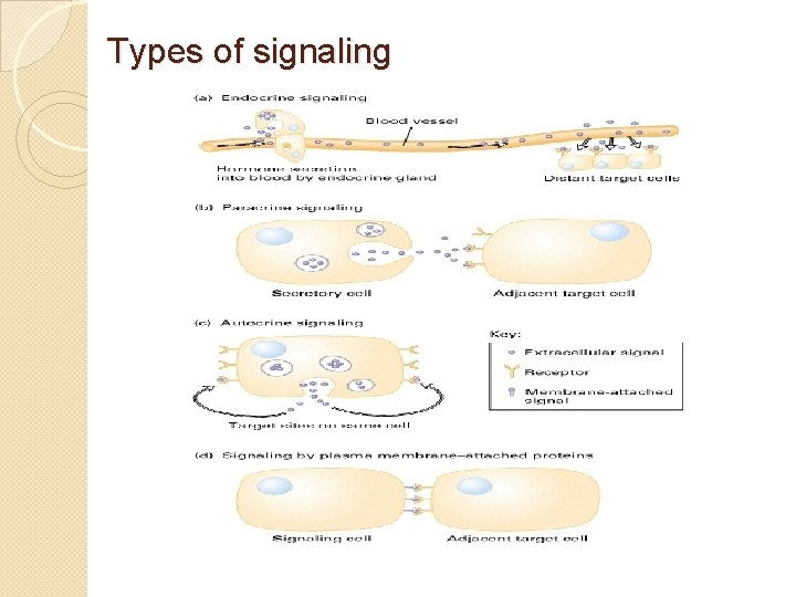 Types of signaling 