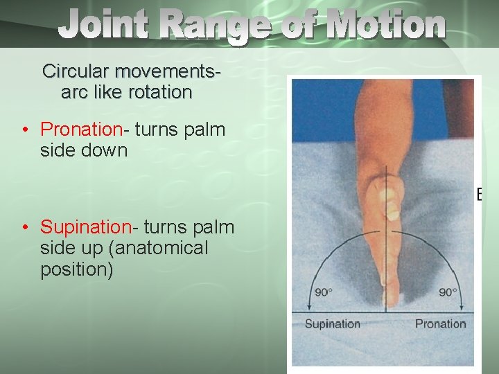 Circular movementsarc like rotation • Pronation- turns palm side down • Supination- turns palm
