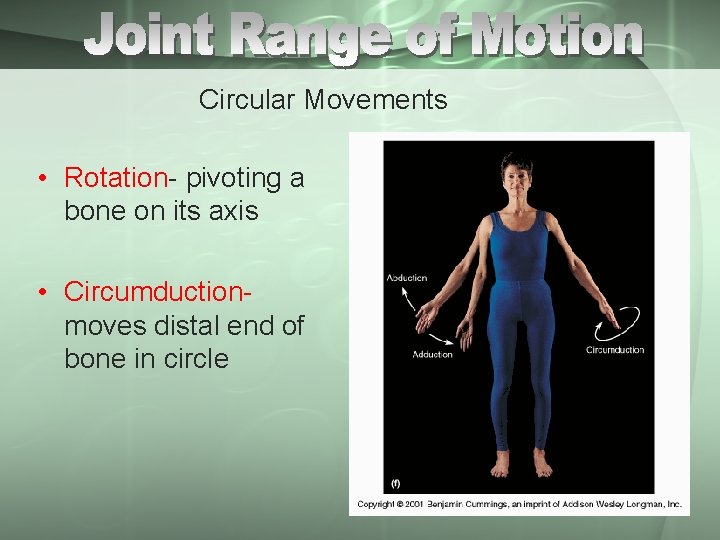 Circular Movements • Rotation- pivoting a bone on its axis • Circumductionmoves distal end