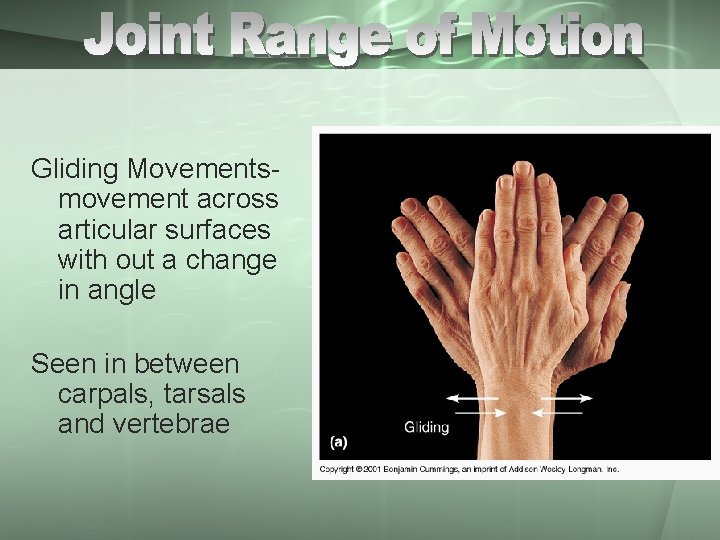 Gliding Movementsmovement across articular surfaces with out a change in angle Seen in between