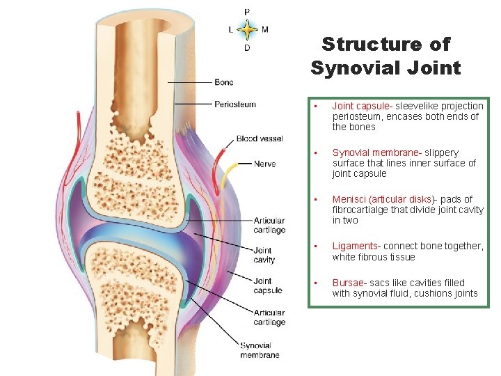 Structure of Synovial Joint • Joint capsule- sleevelike projection periosteum, encases both ends of