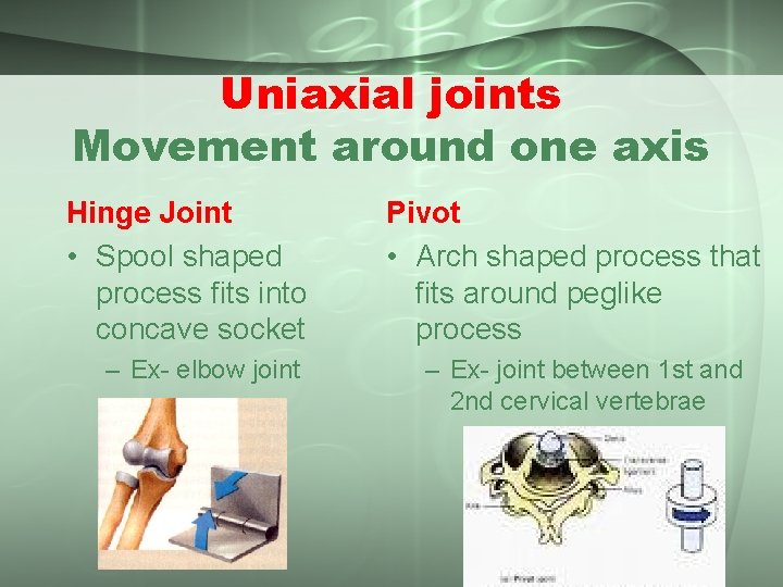 Uniaxial joints Movement around one axis Hinge Joint • Spool shaped process fits into