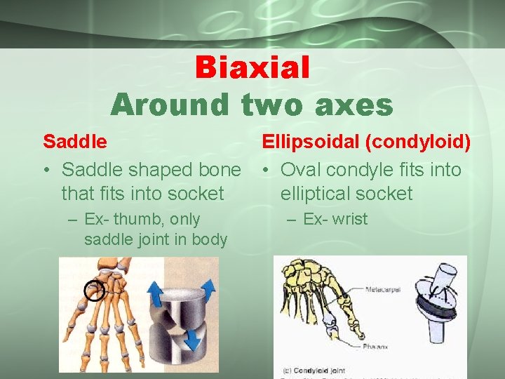 Biaxial Around two axes Saddle • Saddle shaped bone that fits into socket –