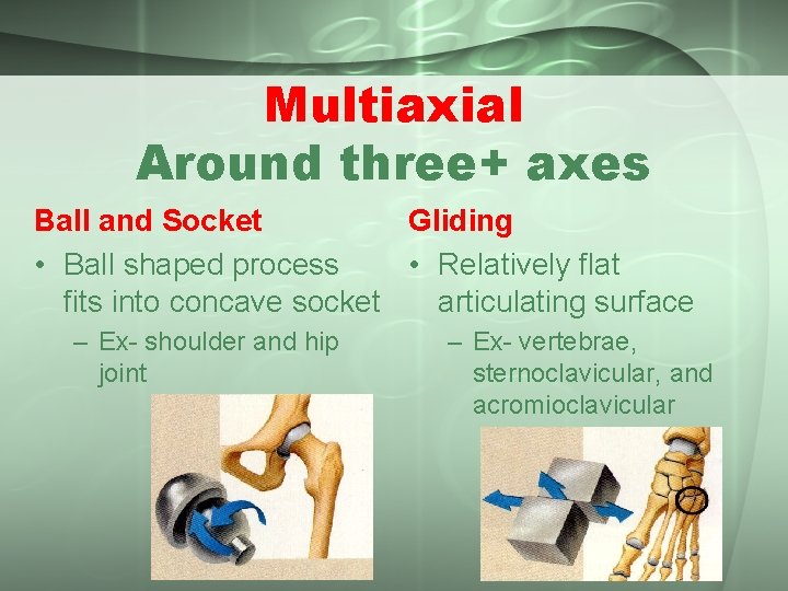 Multiaxial Around three+ axes Ball and Socket Gliding • Ball shaped process • Relatively