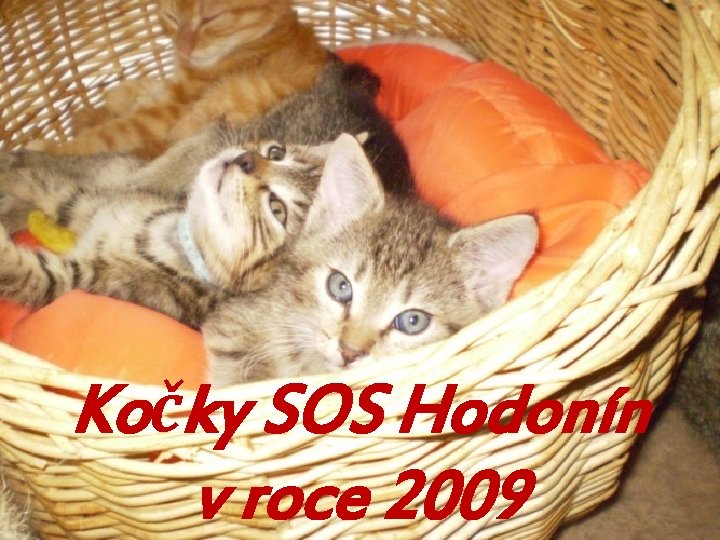 Kočky SOS Hodonín v roce 2009 