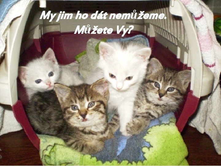 My jim ho dát nemůžeme. Můžete Vy? 