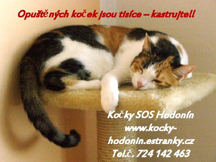 Opuštěných koček jsou tisíce – kastrujte!! Kočky SOS Hodonín www. kockyhodonin. estranky. cz Tel.