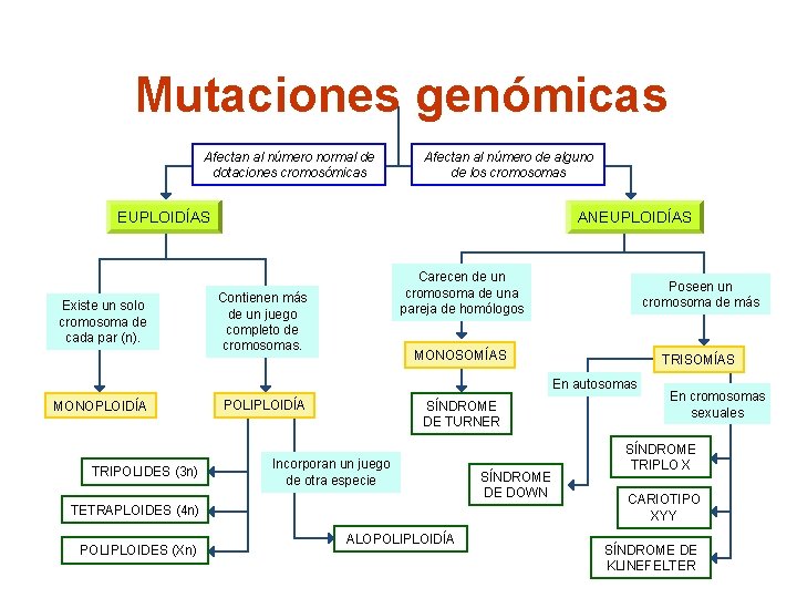 Mutaciones genómicas Afectan al número normal de dotaciones cromosómicas Afectan al número de alguno