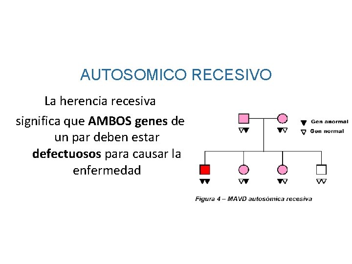 AUTOSOMICO RECESIVO La herencia recesiva significa que AMBOS genes de un par deben estar