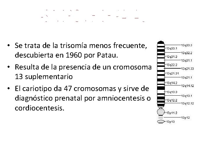  • Se trata de la trisomía menos frecuente, descubierta en 1960 por Patau.