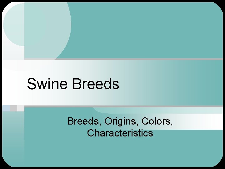 Swine Breeds, Origins, Colors, Characteristics 