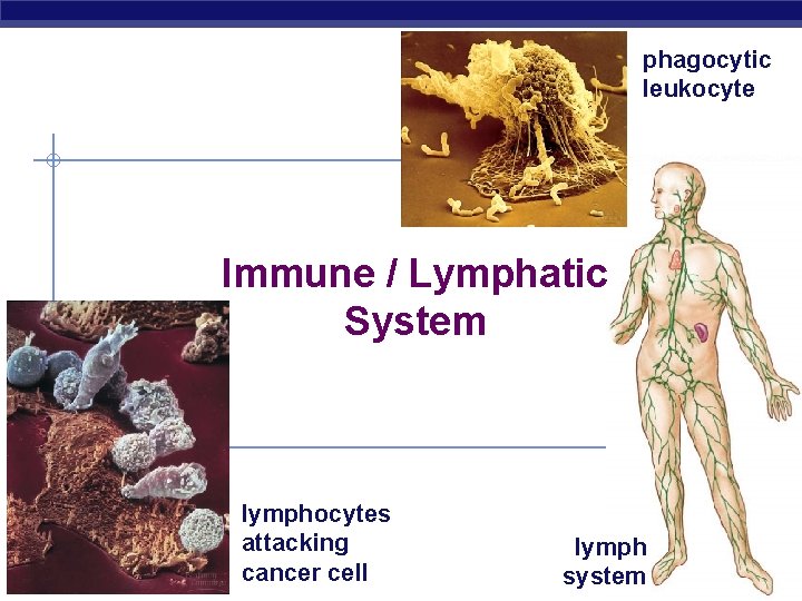 phagocytic leukocyte Immune / Lymphatic System AP Biology lymphocytes attacking cancer cell lymph system